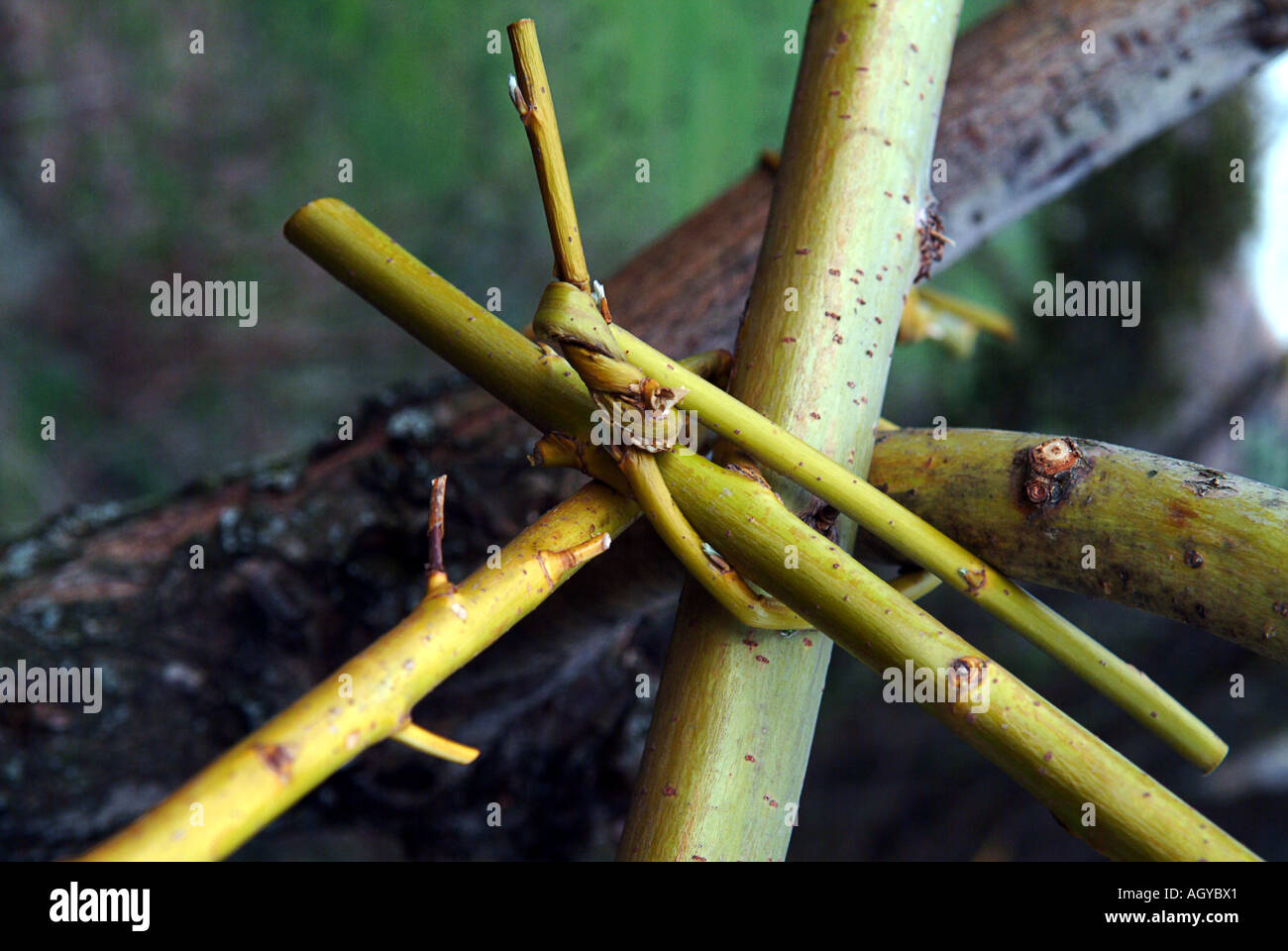 Detail of the branches of a tamed willow tree Stock Photo Alamy