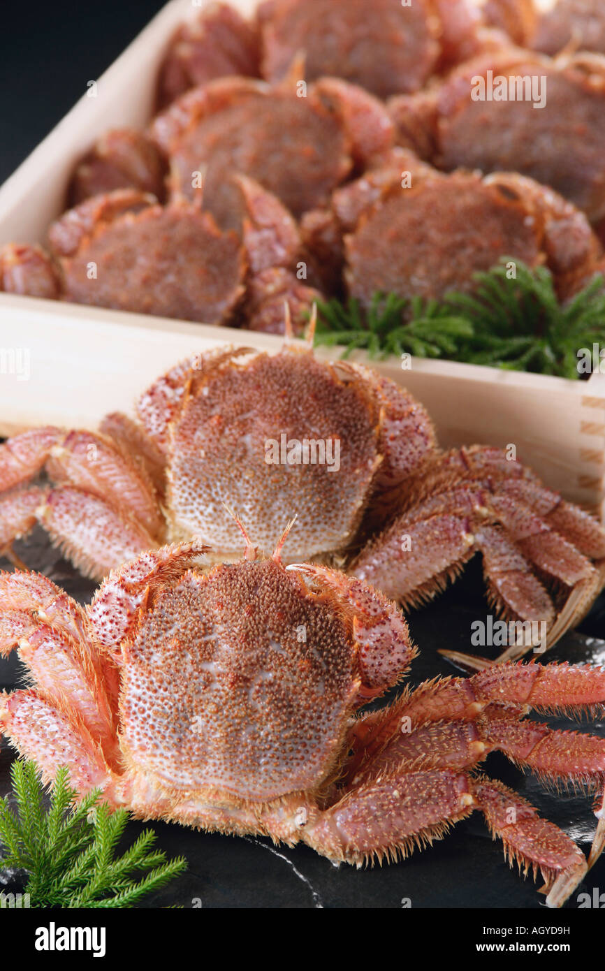 Horsehair crab hires stock photography and images Alamy