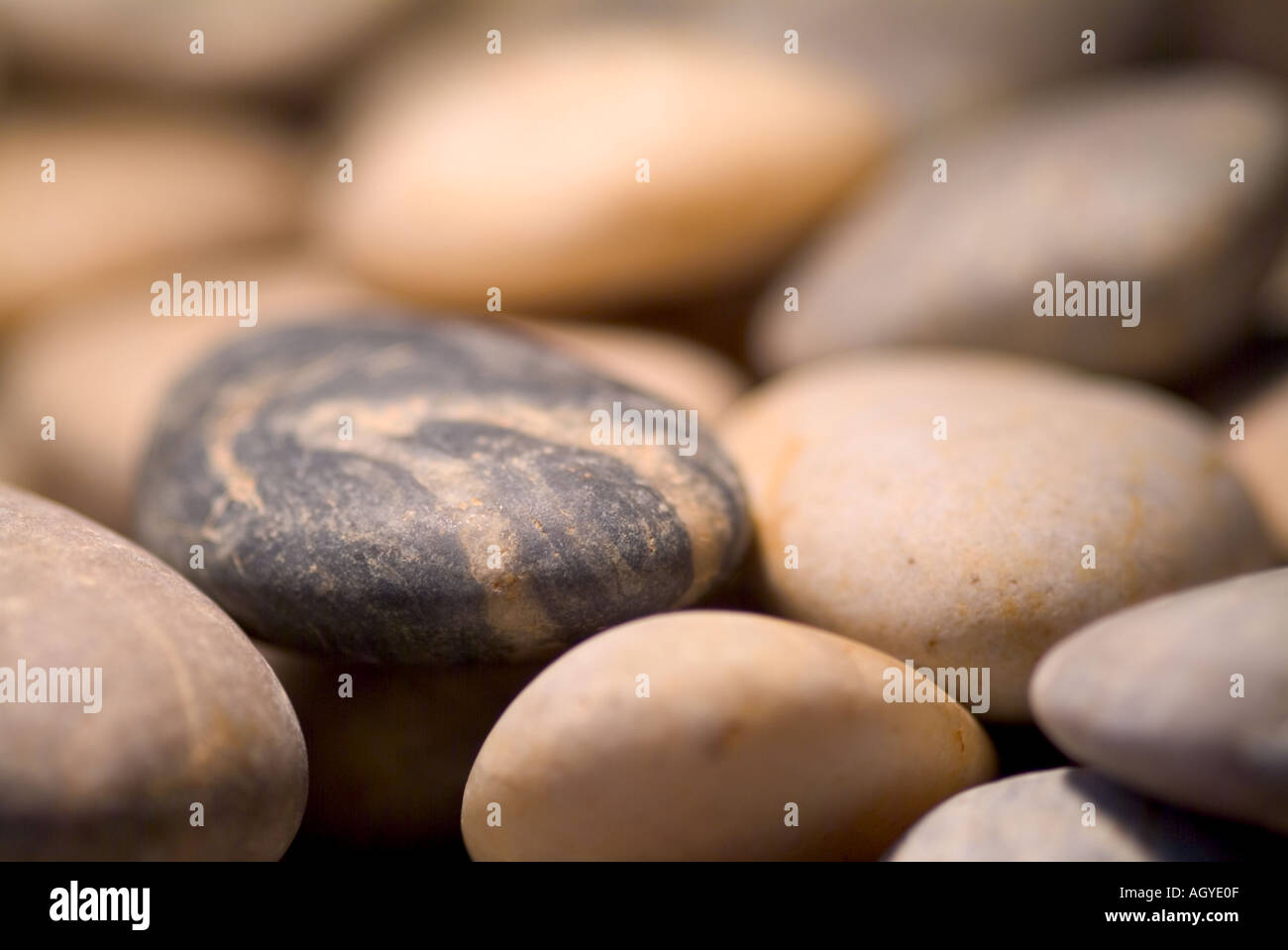 Pebbles with one grey pebble with distinctive markings Stock Photo