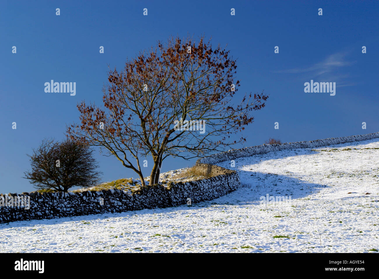 Snow covered tree and drystone wall near Monsal Head in the Derbyshire Peak District England Stock Photo