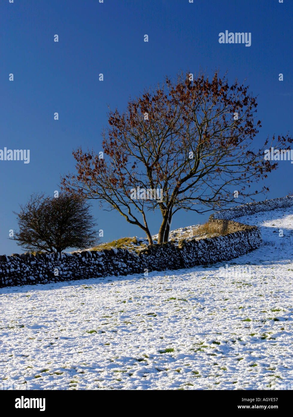 Snow covered tree and drystone wall near Monsal Head in the Derbyshire Peak District England Stock Photo