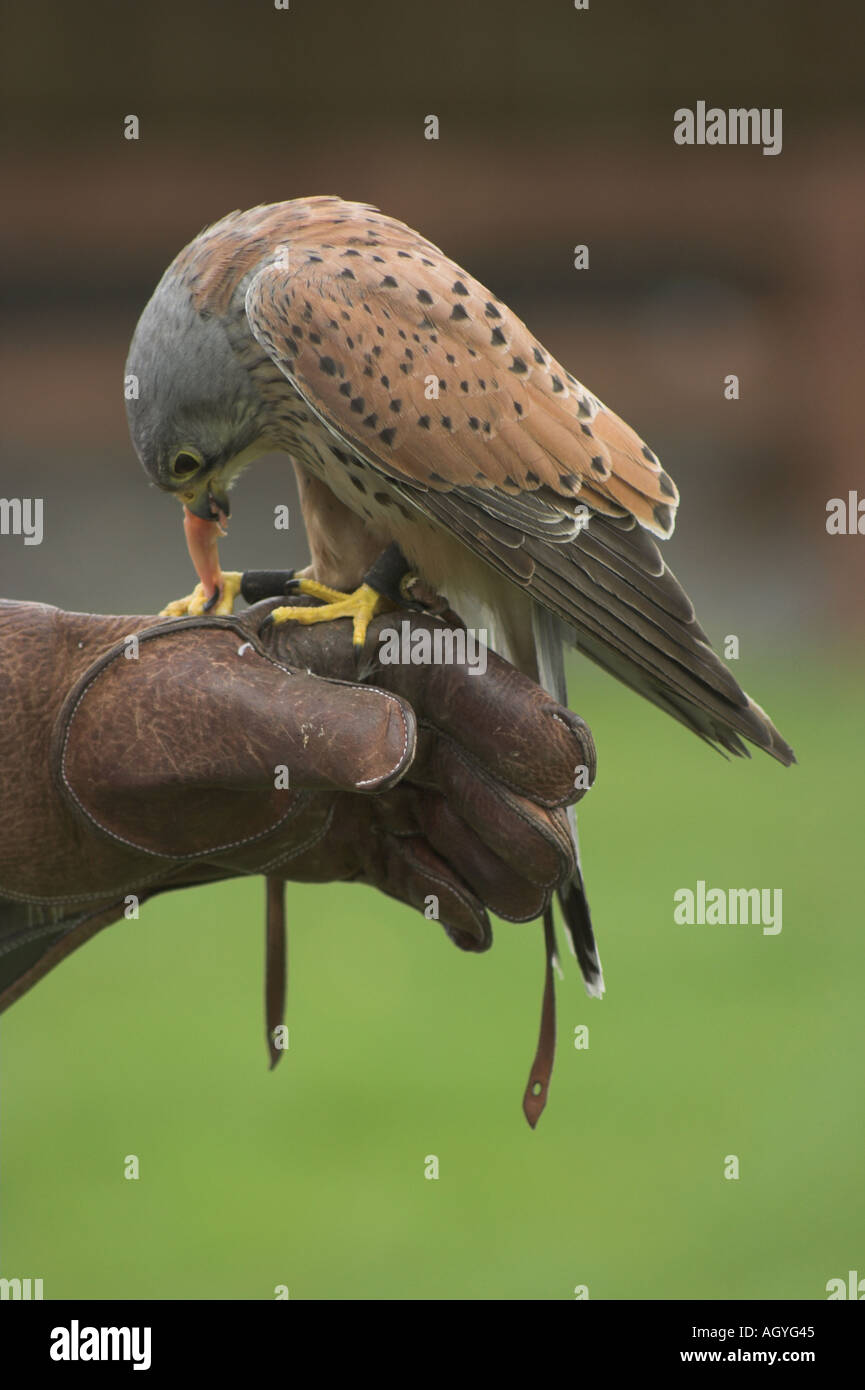 kestrel Falco tinnunculus falcon on leather falconry gauntlet eating chicken Stock Photo