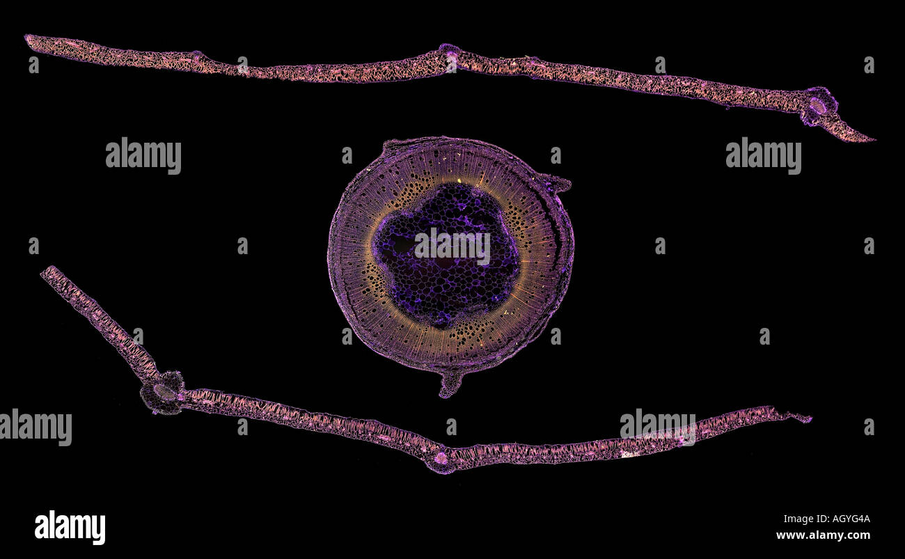 Atropa belladonna Deadly Nightshade photomicrograph black background Solanine Stock Photo