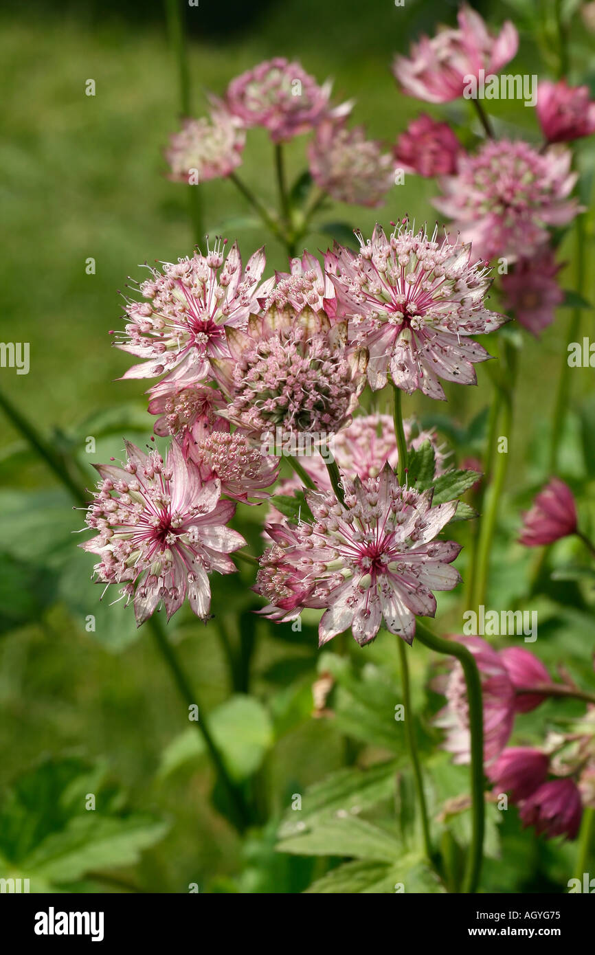 Astrantia major flower Masterwort Stock Photo