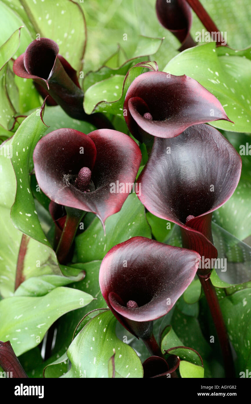 Calla black star Stock Photo