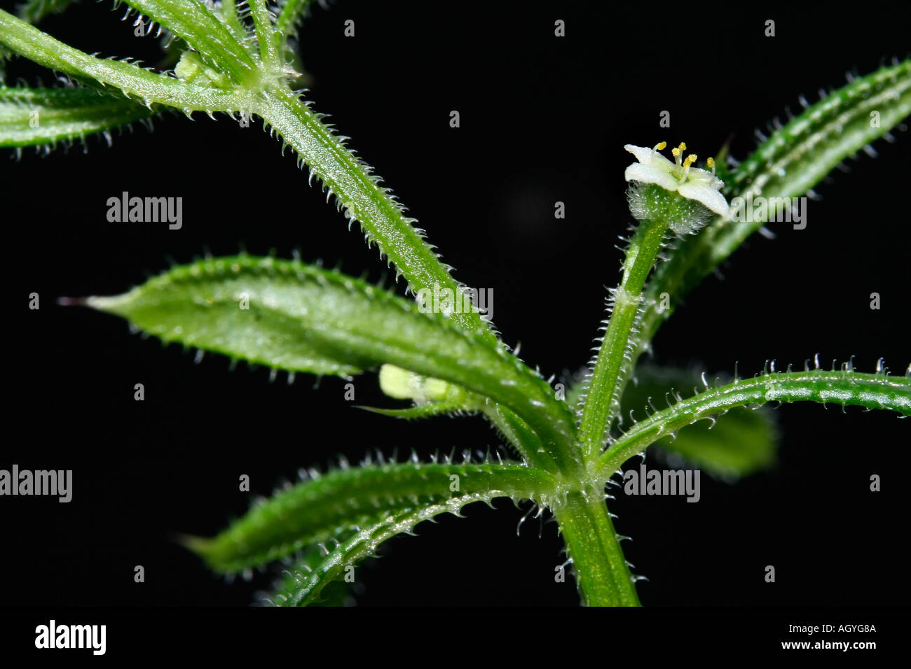 Cleavers weed hi-res stock photography and images - Alamy