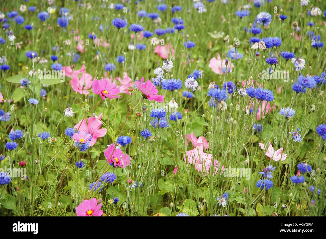 Blumen Flowers Blumenwiese Flower Meadow Sommer Summer Sommerblumen Stock Photo Alamy