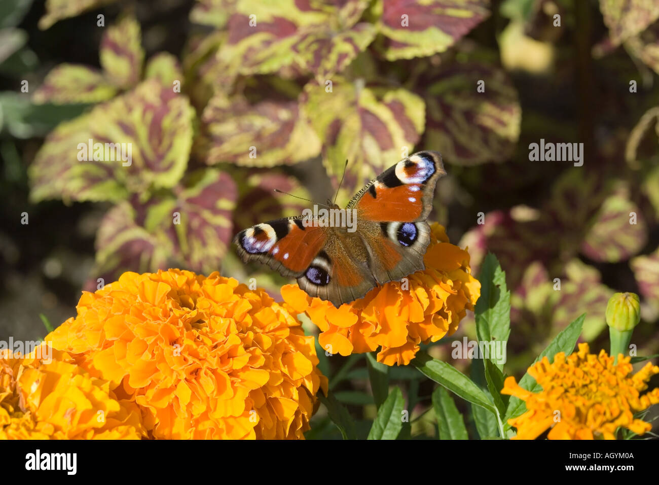 European Peacock Butterfly main image 0