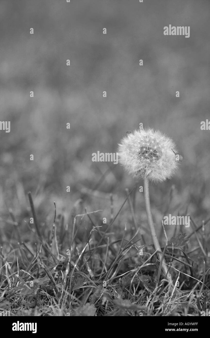 Close up black and white detail of dandelion seed head growing in green GARDEN ENVIRONMENT Stock Photo
