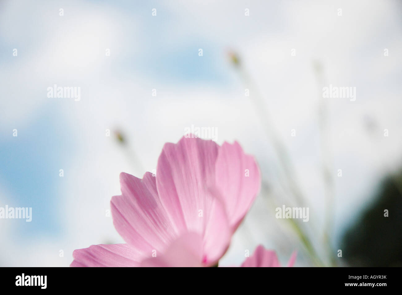 grassland meadow wiese romantic romantisch flowering blooming abloom blühend Blumenwiese flower meadow rosa pink Stock Photo