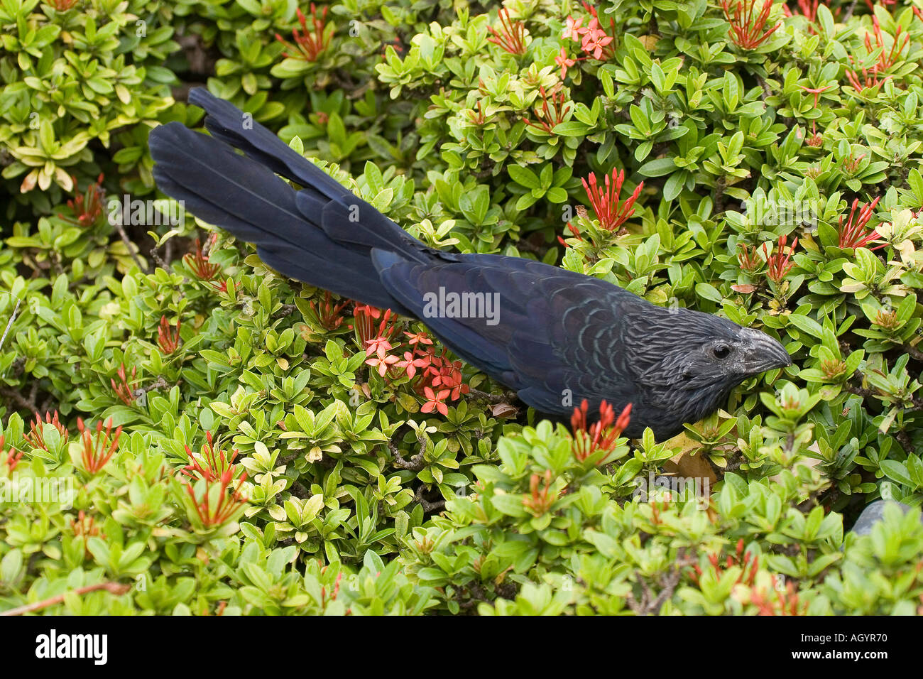 Groove billed Ani Crotophaga sulcirostris Guayaquil Ecuador Stock Photo