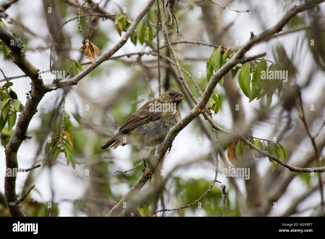 Vegetarian Finch Platyspiza crassirostris Galapagos Stock Photo Alamy