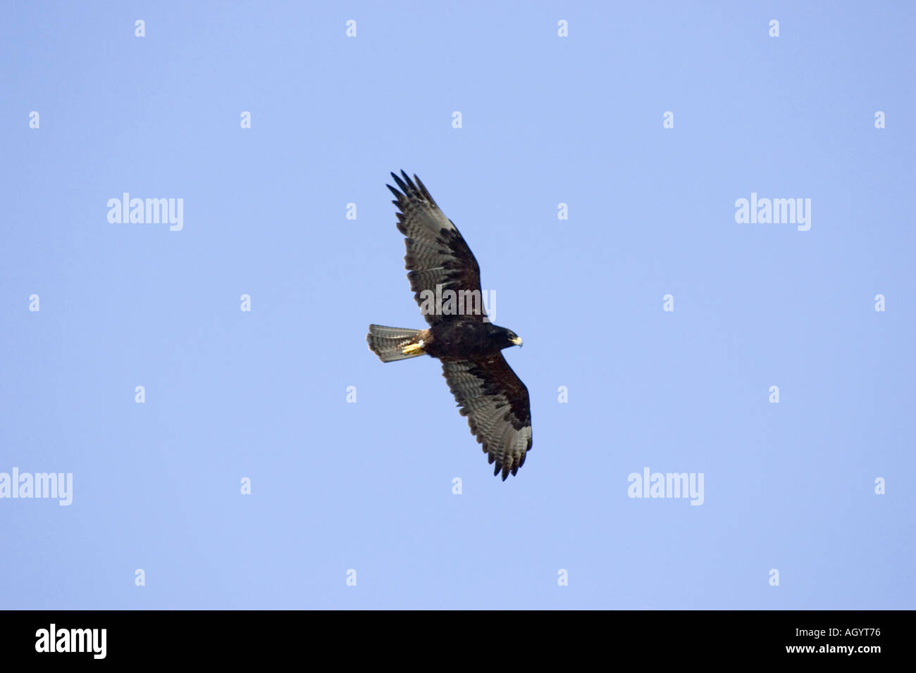 Galapagos hawk flying hi-res stock photography and images - Alamy