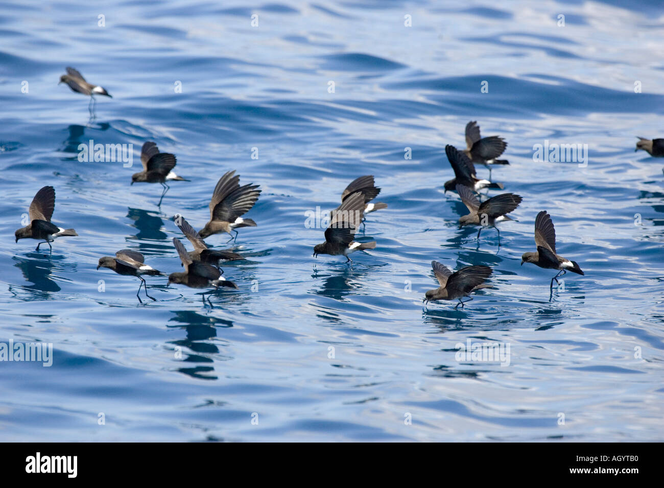 Elliot s Storm Petrel Oceanites gracilis galapagoensis walking on water Galapagos Stock Photo
