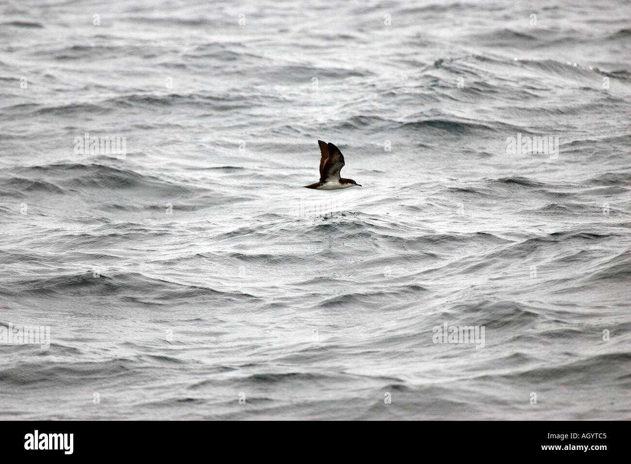 Audubon's Shearwater Puffinus lherminieri flying over sea Galapagos Islands Stock Photo