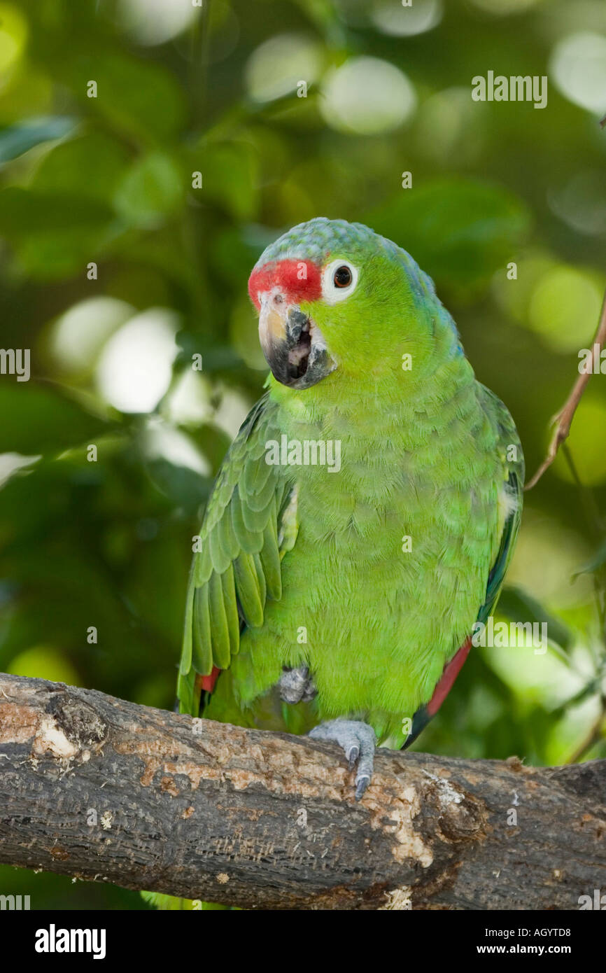 Red Lored Parrot Amazona Autumnalis Stock Photo Alamy