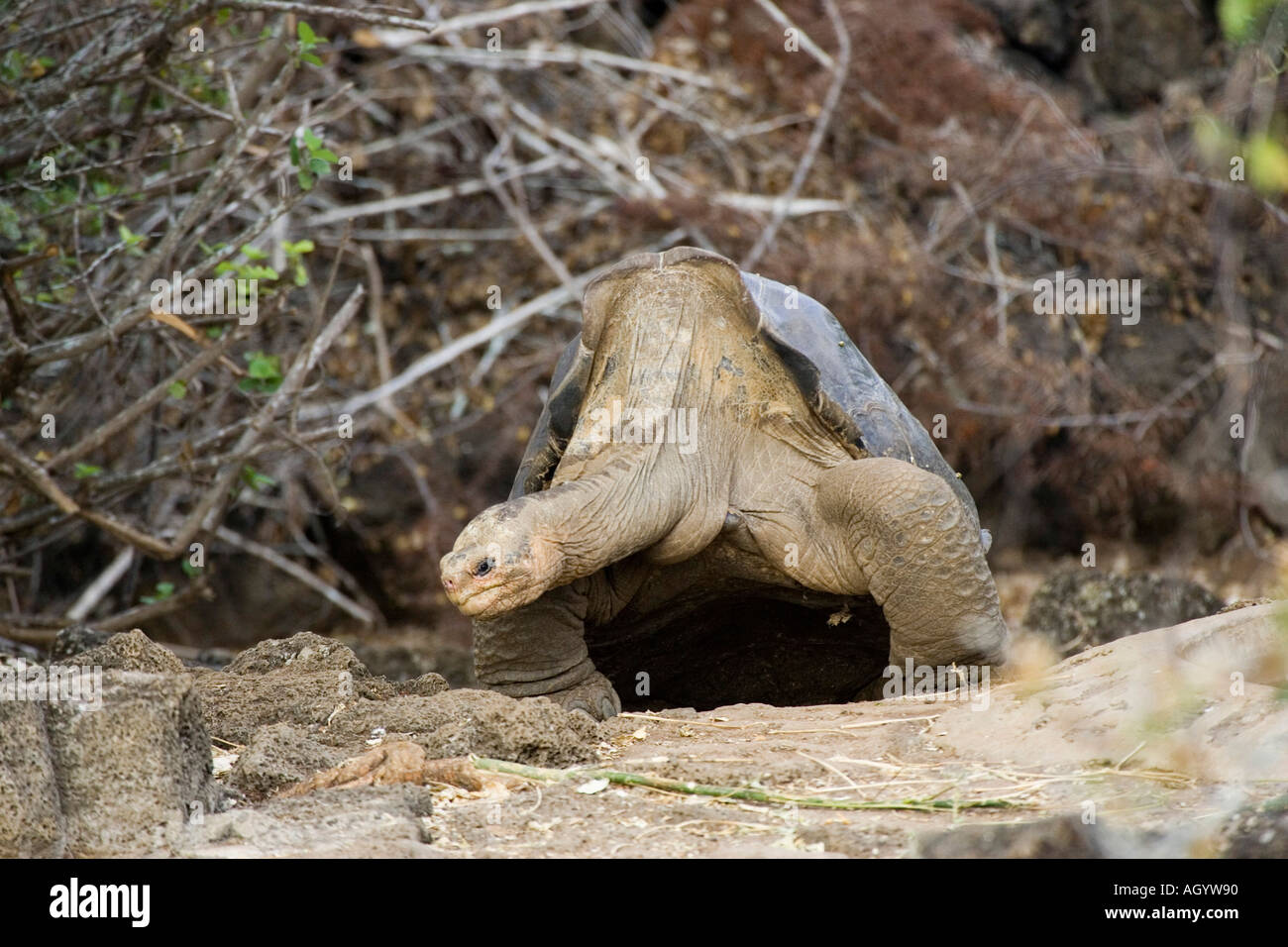 Galapagos Giant Tortoise Geochelone elephantophus abingd Isla Pinta island Galapagos Stock Photo