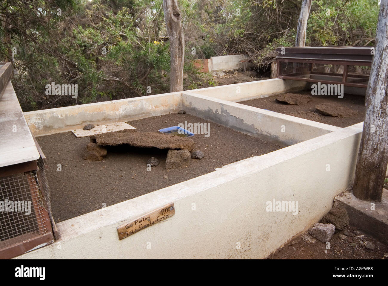 Galapagos Giant Tortoise Breeding Program At The Darwin Center Stock galapagos-giant-tortoise-breeding-program-at-the-darwin-center-stock