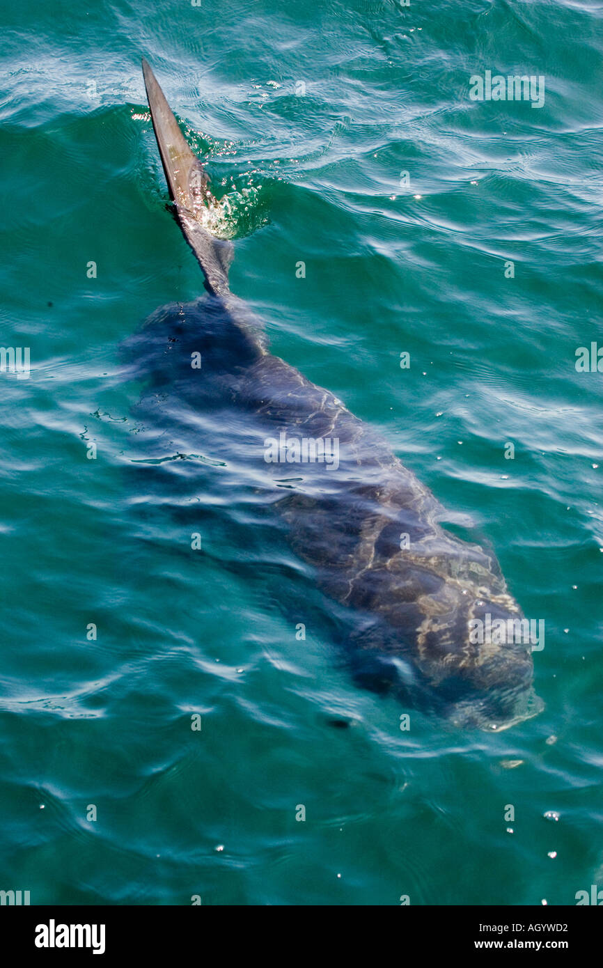 Sunfish Mola mola photographed in the Galapagos islands Stock Photo