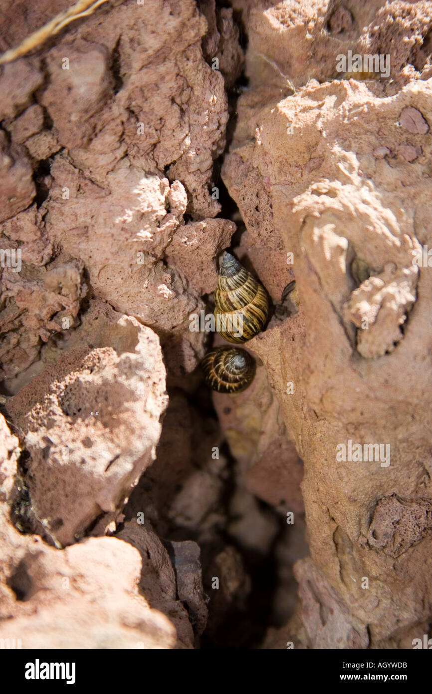 Bulimulid Land Snails Bulimulus sp on Floreana island Galapagos Stock Photo