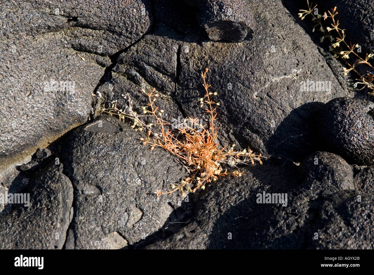 Mollugo flavescens a perennial herb which is an early coloniser of fresh lava Stock Photo