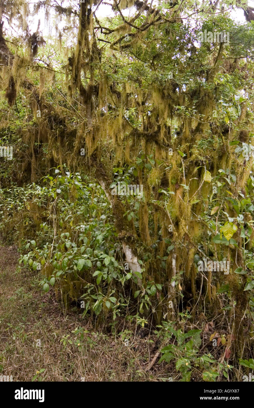 galapagos forest tree festooned with moss scalesia zone Stock Photo