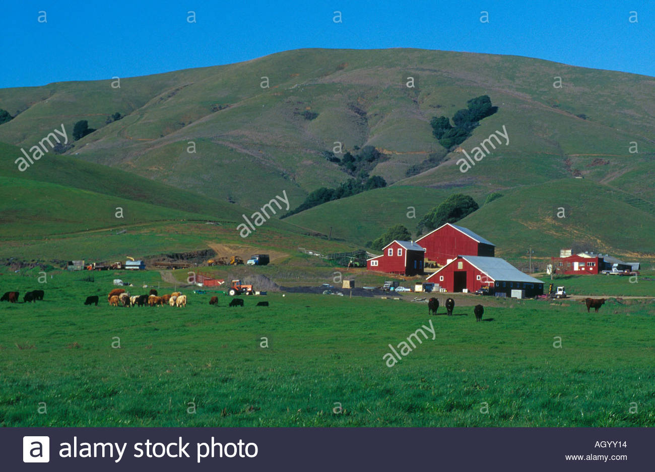 Farm and dairy land red barn and cows west of Petaluma Sonoma County