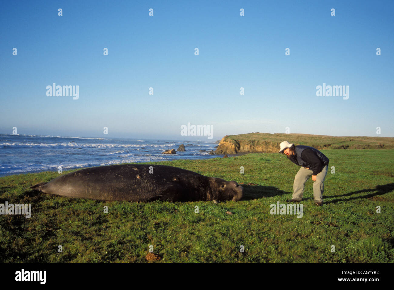 northern elephant seal Mirounga angustirostris bull stands its ground