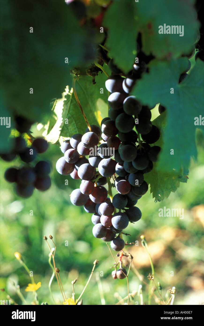 New Zealand Havelock North Hawkes Bay red grapes Stock Photo Alamy