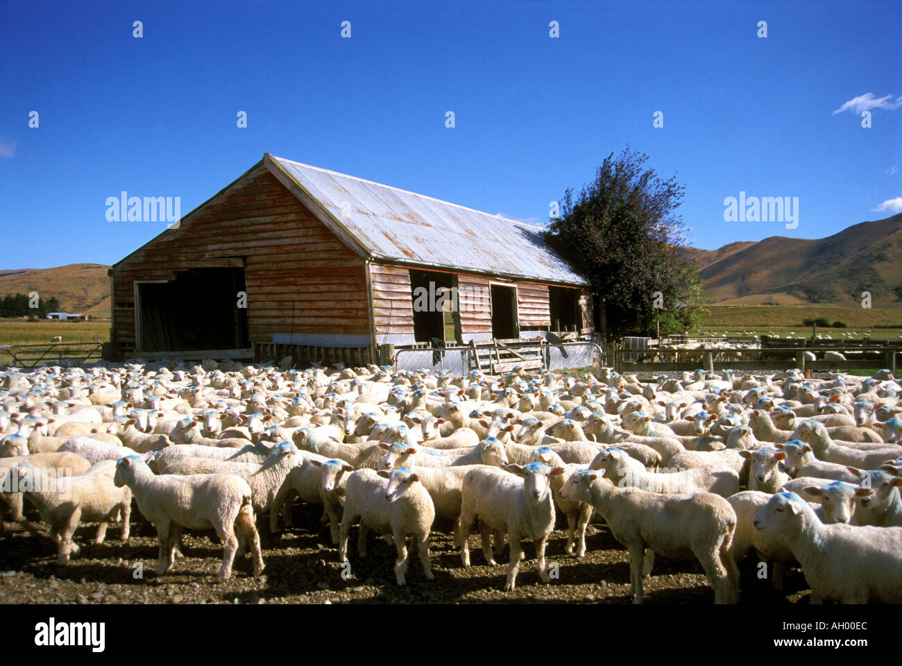 New Zealand Athol Sheep in a pen Stock Photo Alamy
