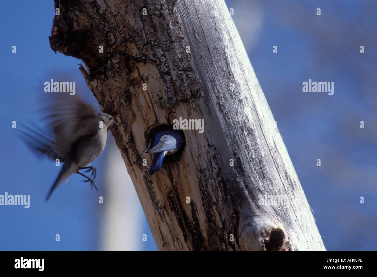 mountain bluebird Sailia currucoides pair at their nest hole in a tree Yellowstone National Park Montana Stock Photo