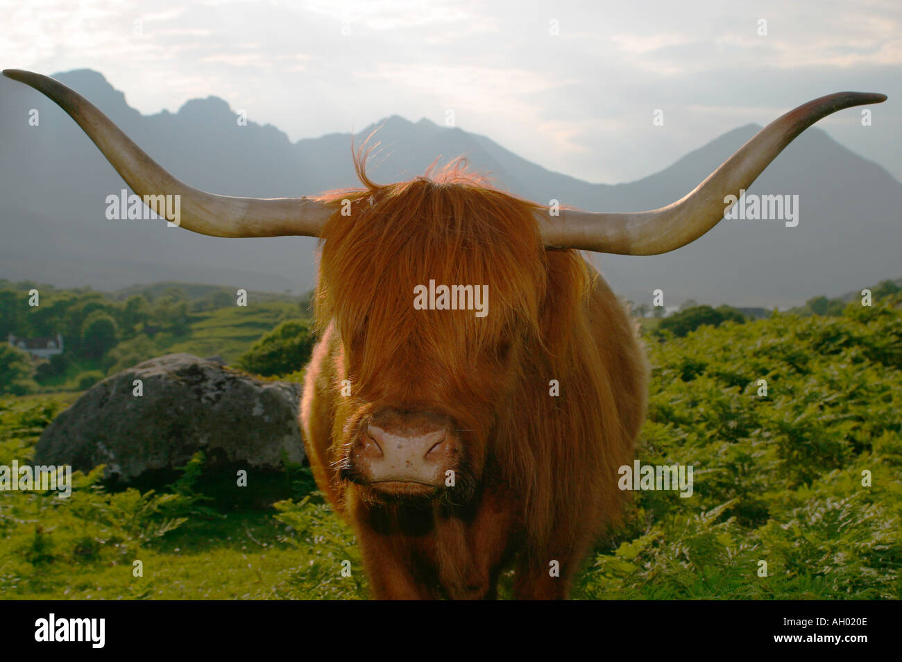 Highland cow with large horns with Cuillin Mountains behind on Isle of ...