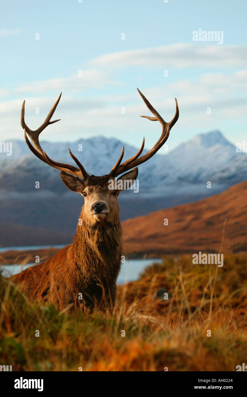 Red Stag Live Chat Red Stag Live Chat