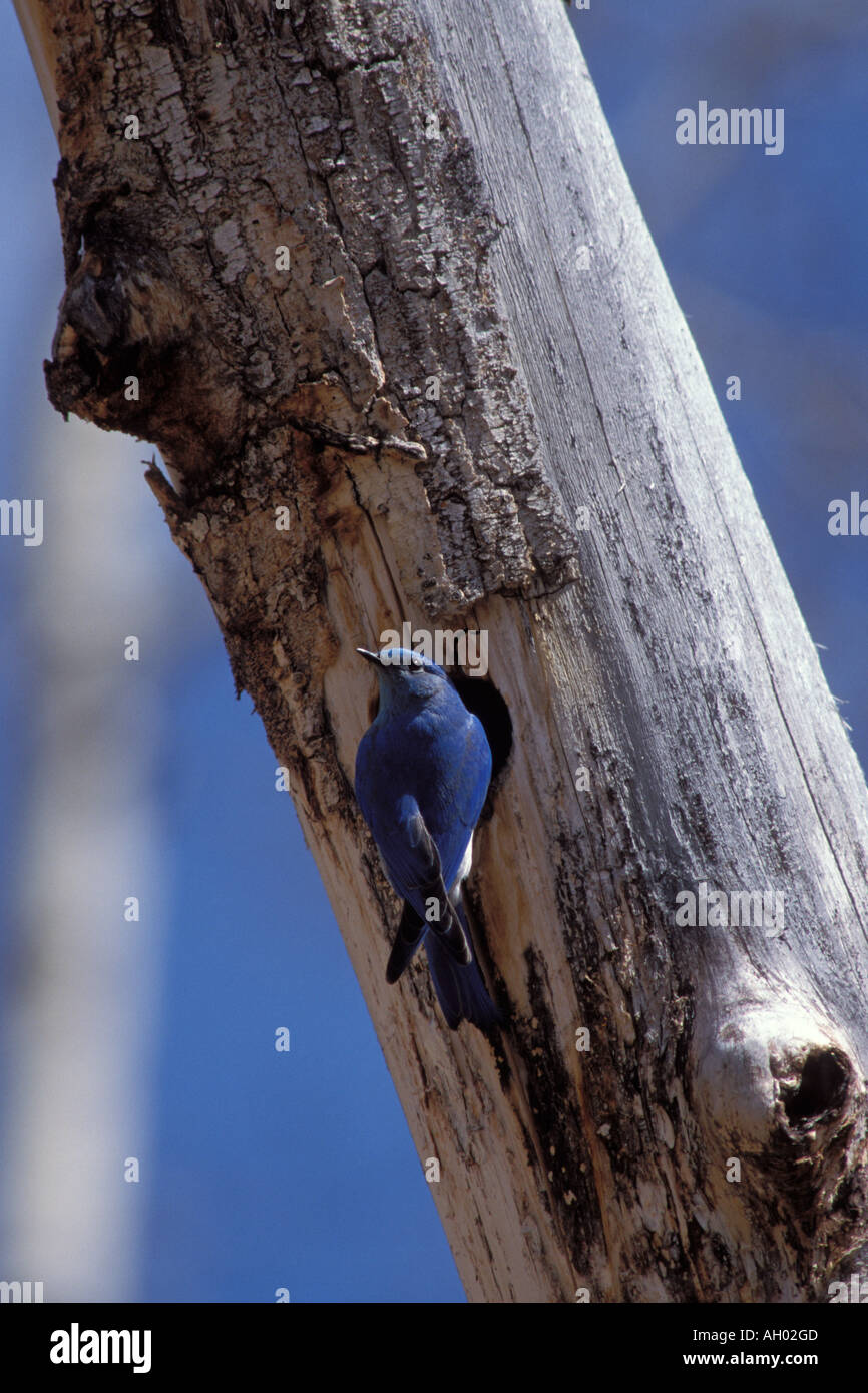 mountain bluebird Sailia currucoides male sits at its nest hole in a tree Yellowstone National Park Montana Stock Photo