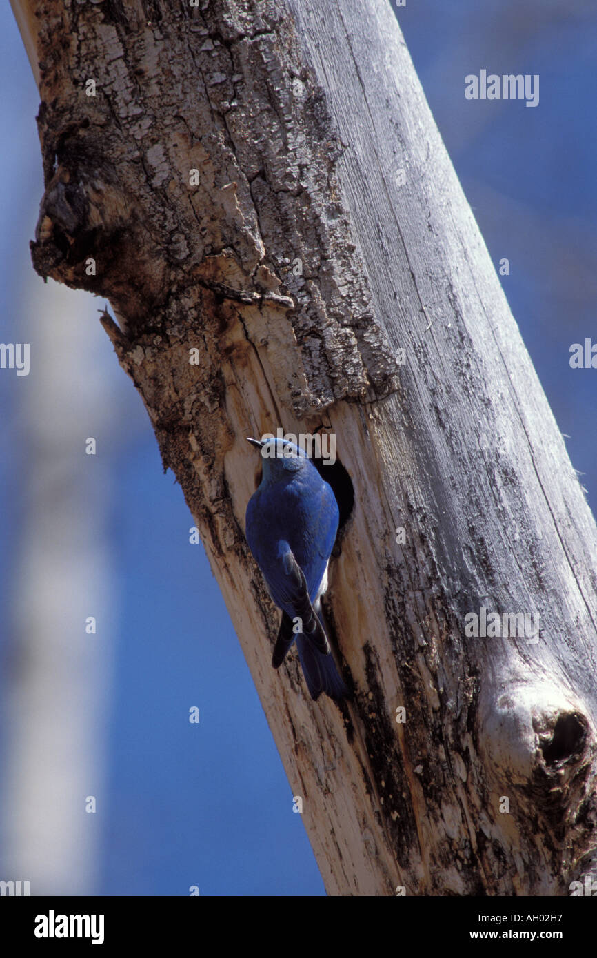 mountain bluebird Sailia currucoides male sits at its nest hole in a tree Yellowstone National Park Montana Stock Photo