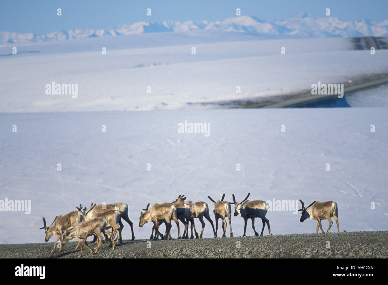 barren ground caribou Rangifer tarandus along the Haul Road in the