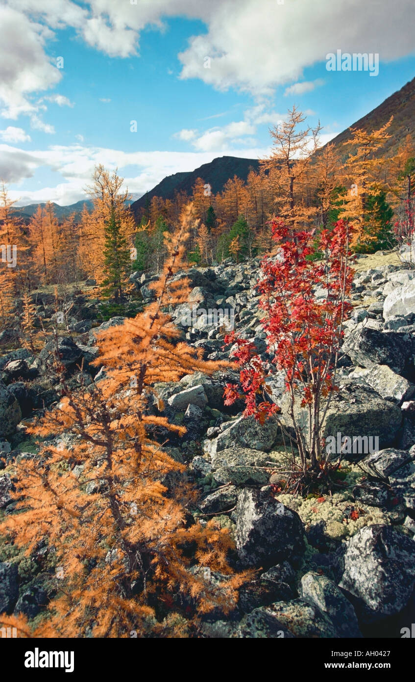 Aerial photo of boreal forest hi-res stock photography and images - Alamy