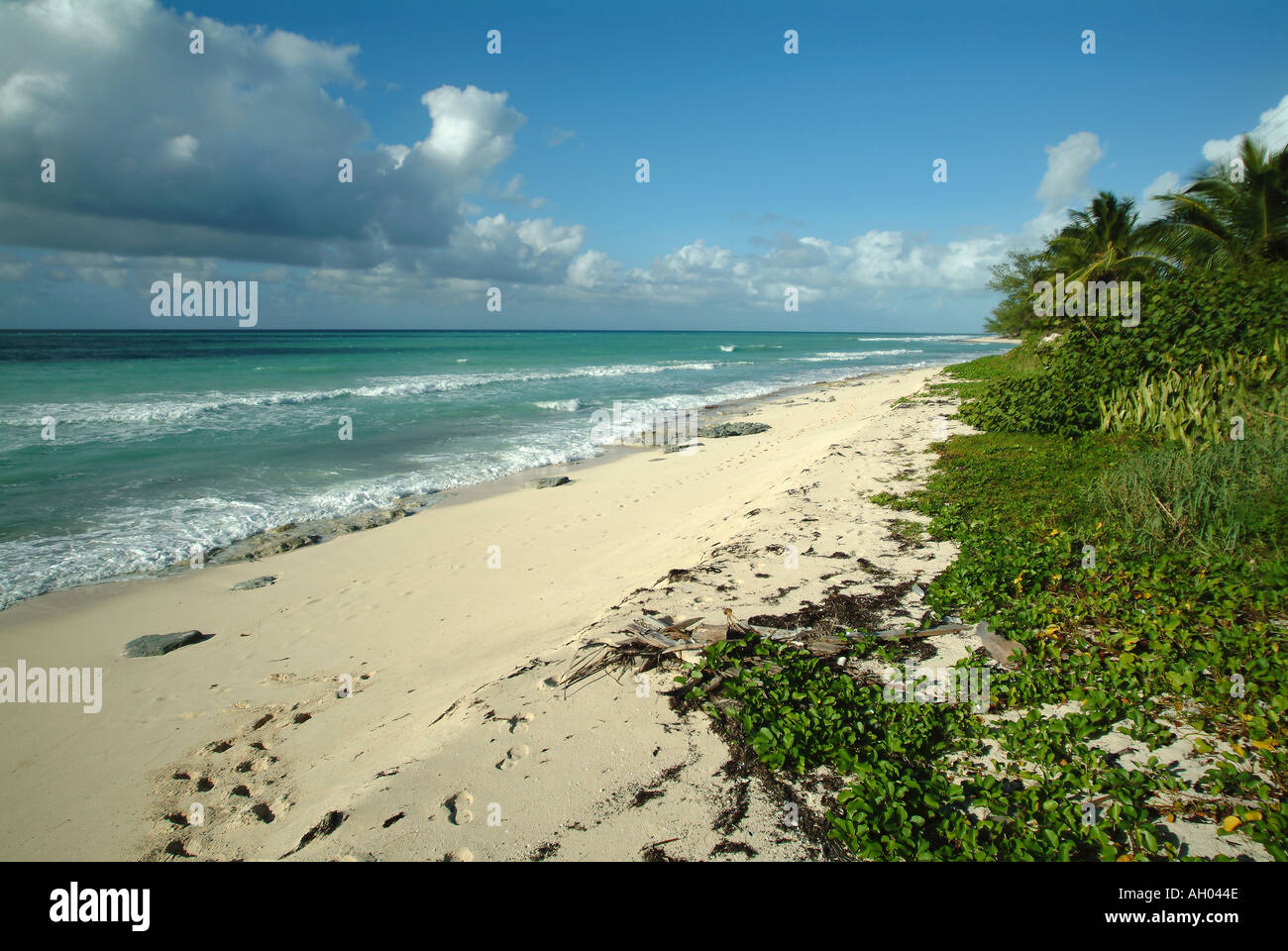 Sandy beach in Bimini Island, Bahamas Stock Photo