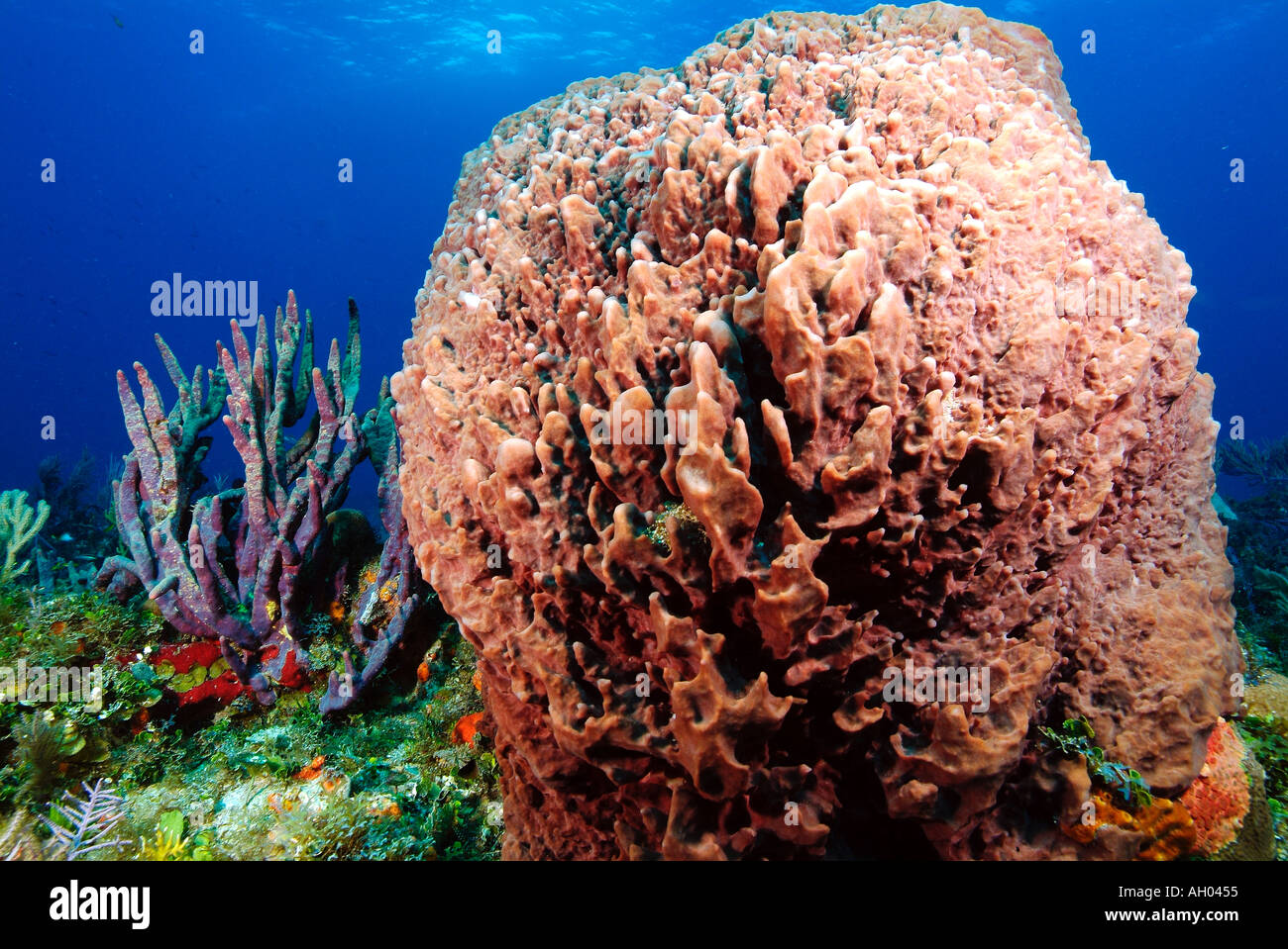 Giant barrel sponge, off Bimini island, Bahamas Stock Photo
