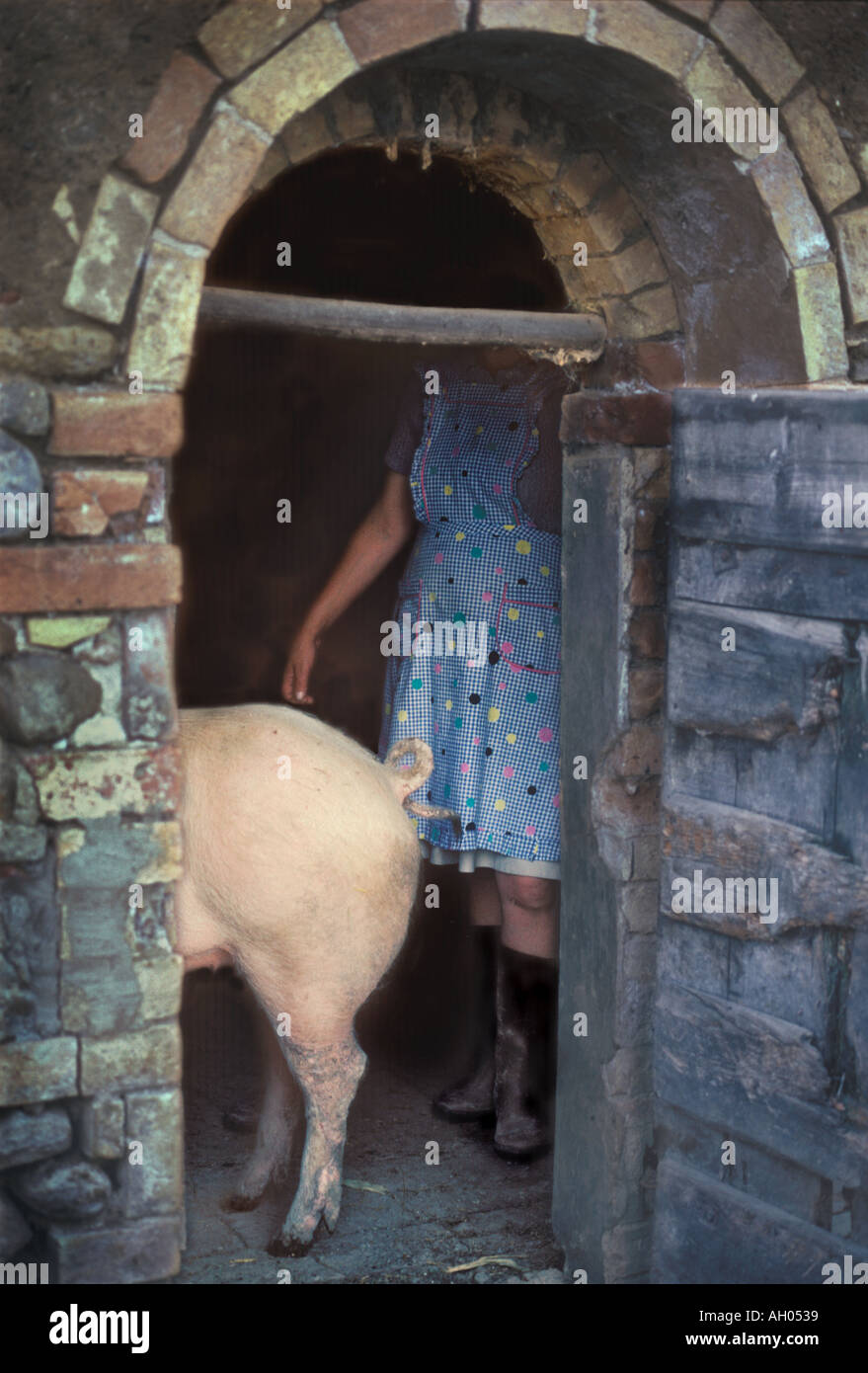 In the sty under her house in Tuscany a farmer attends to her pig. Stock Photo