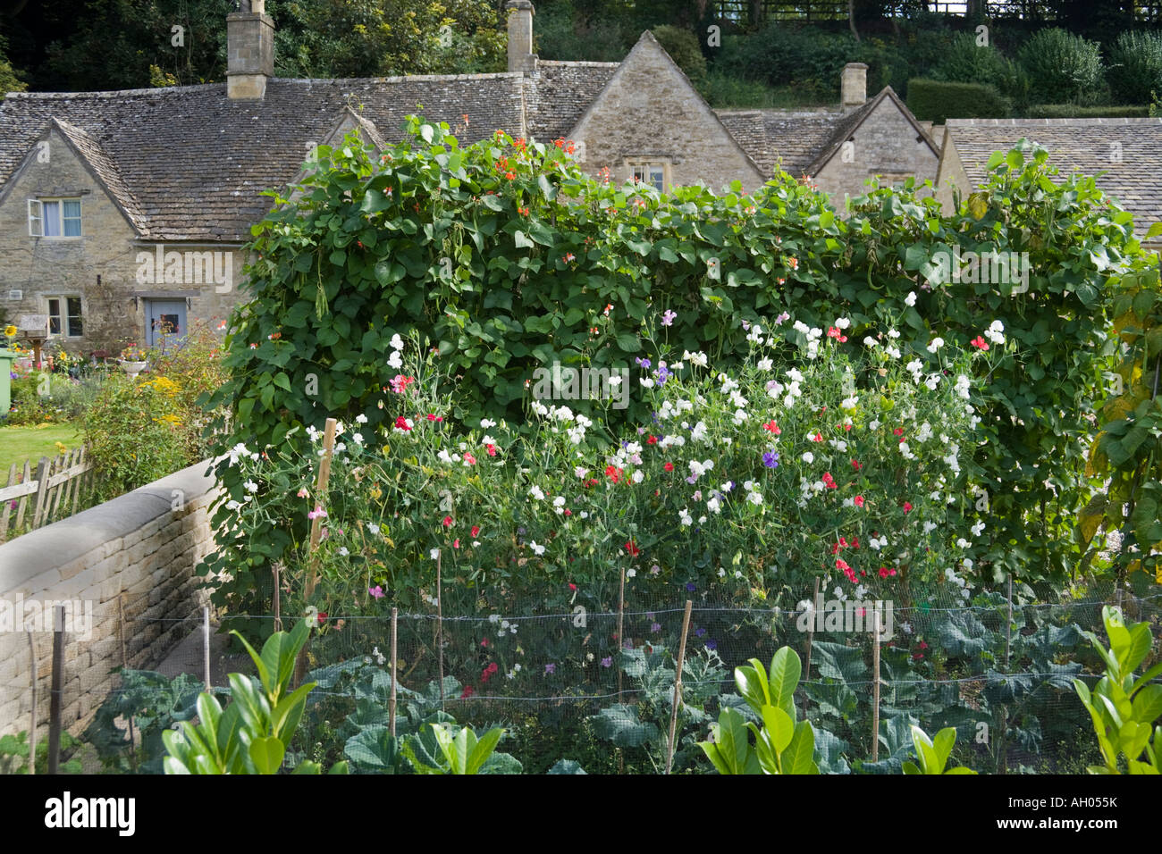 Sweet Peas And Runner Beans Growing In A Cottage Garden In The