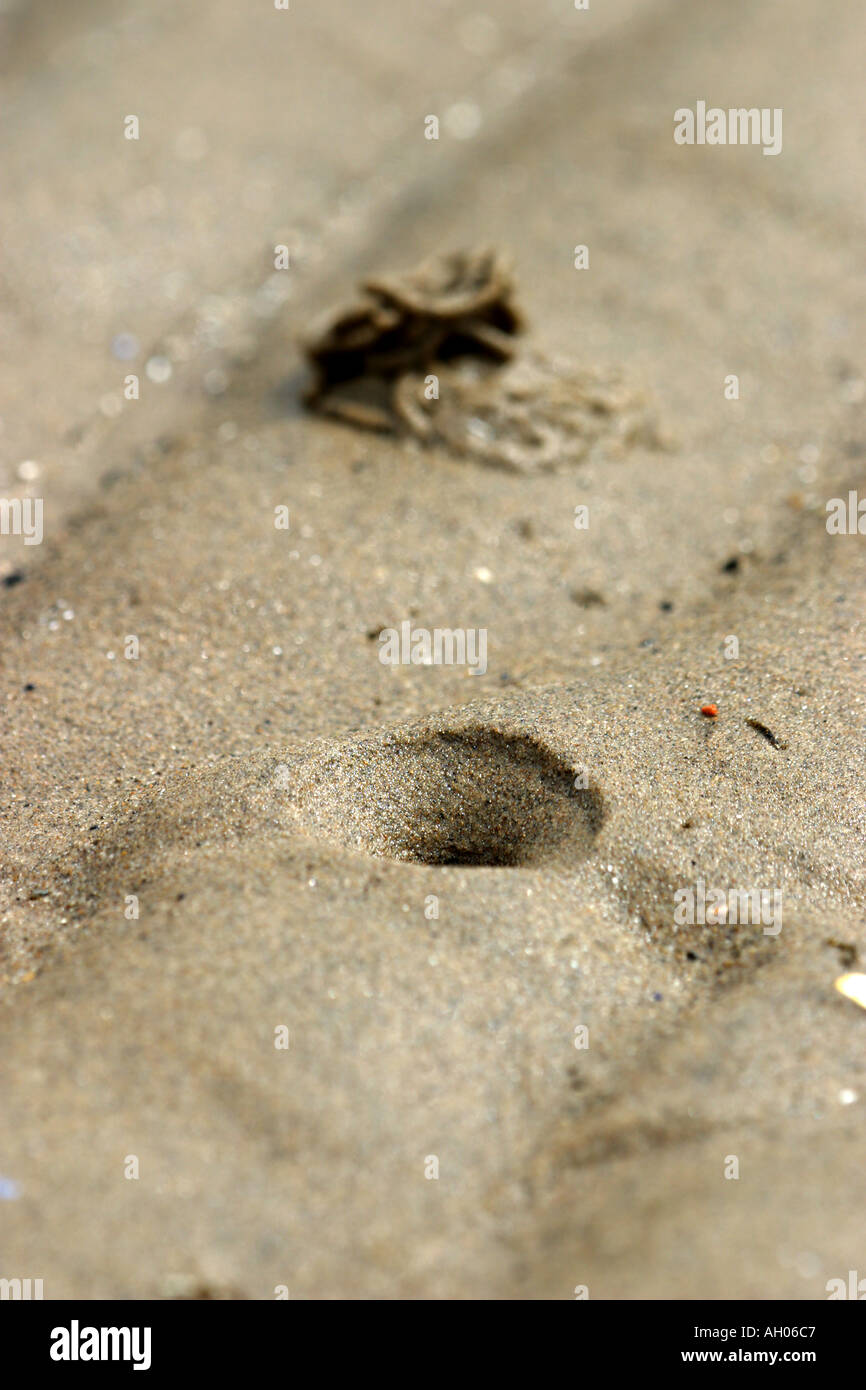 Lugworm Blowhole and cast in sand at low tide Stock Photo