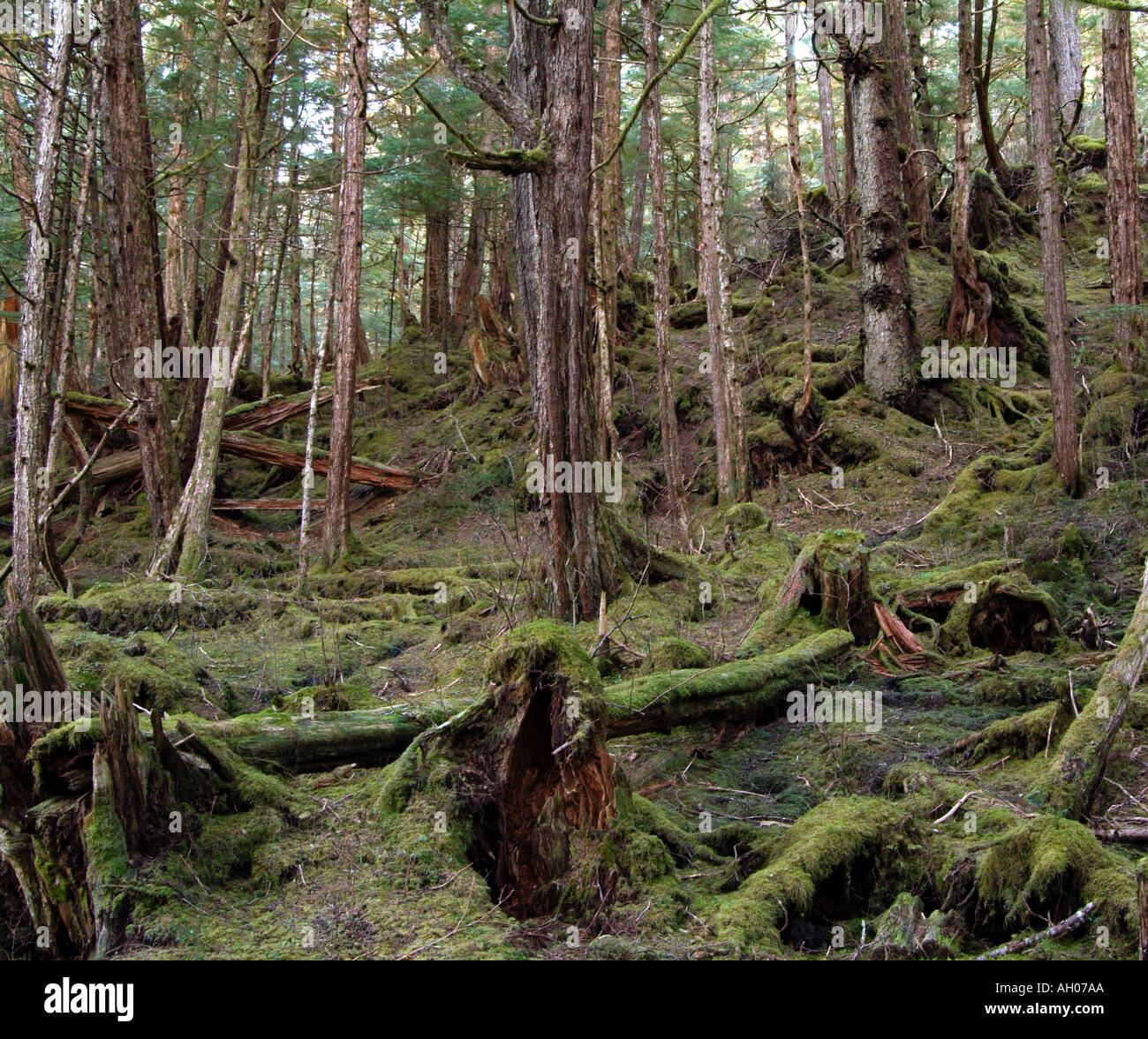 Alaskan rain forest Stock Photo Alamy