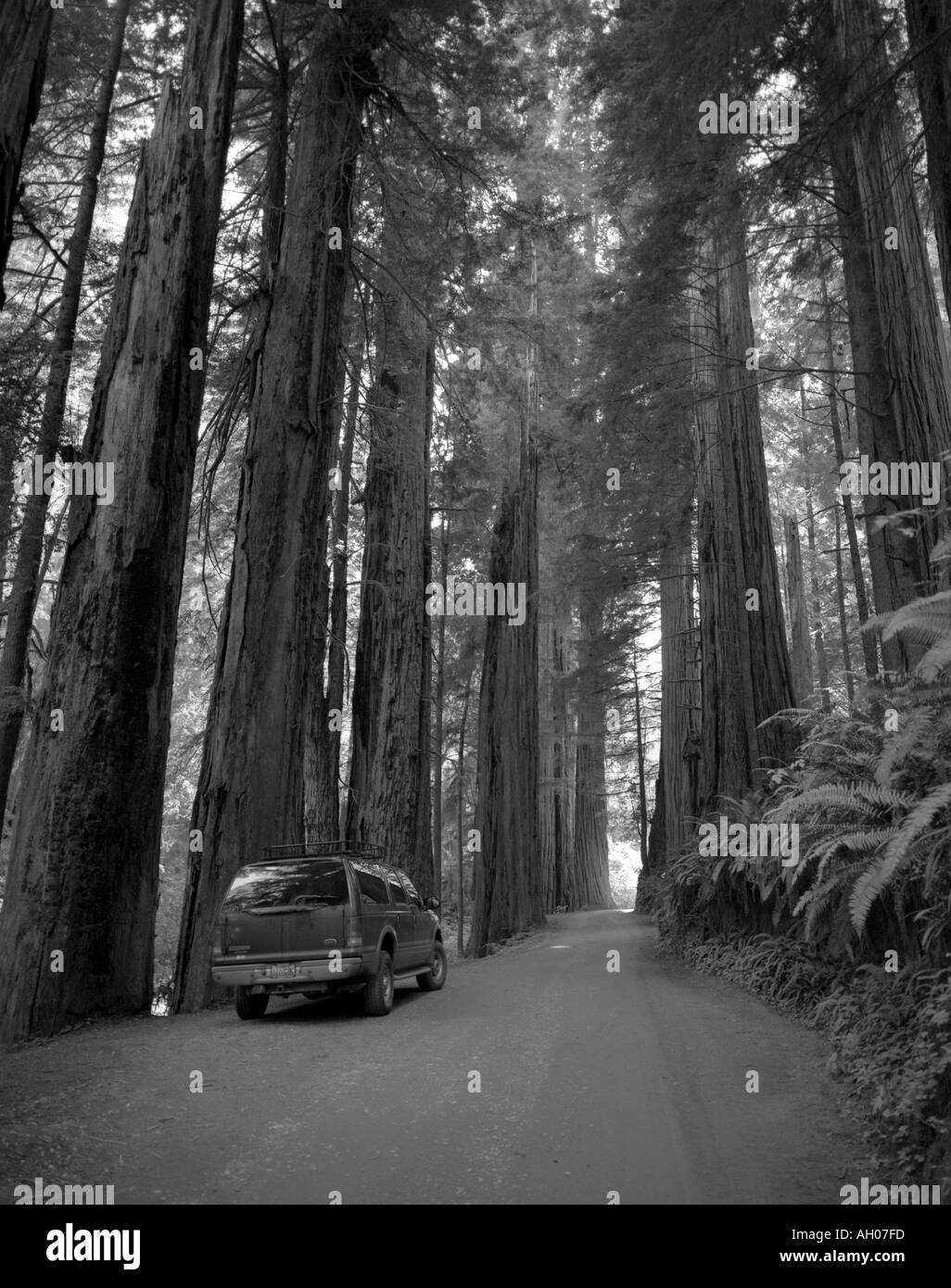 Redwood forest in California Stock Photo Alamy