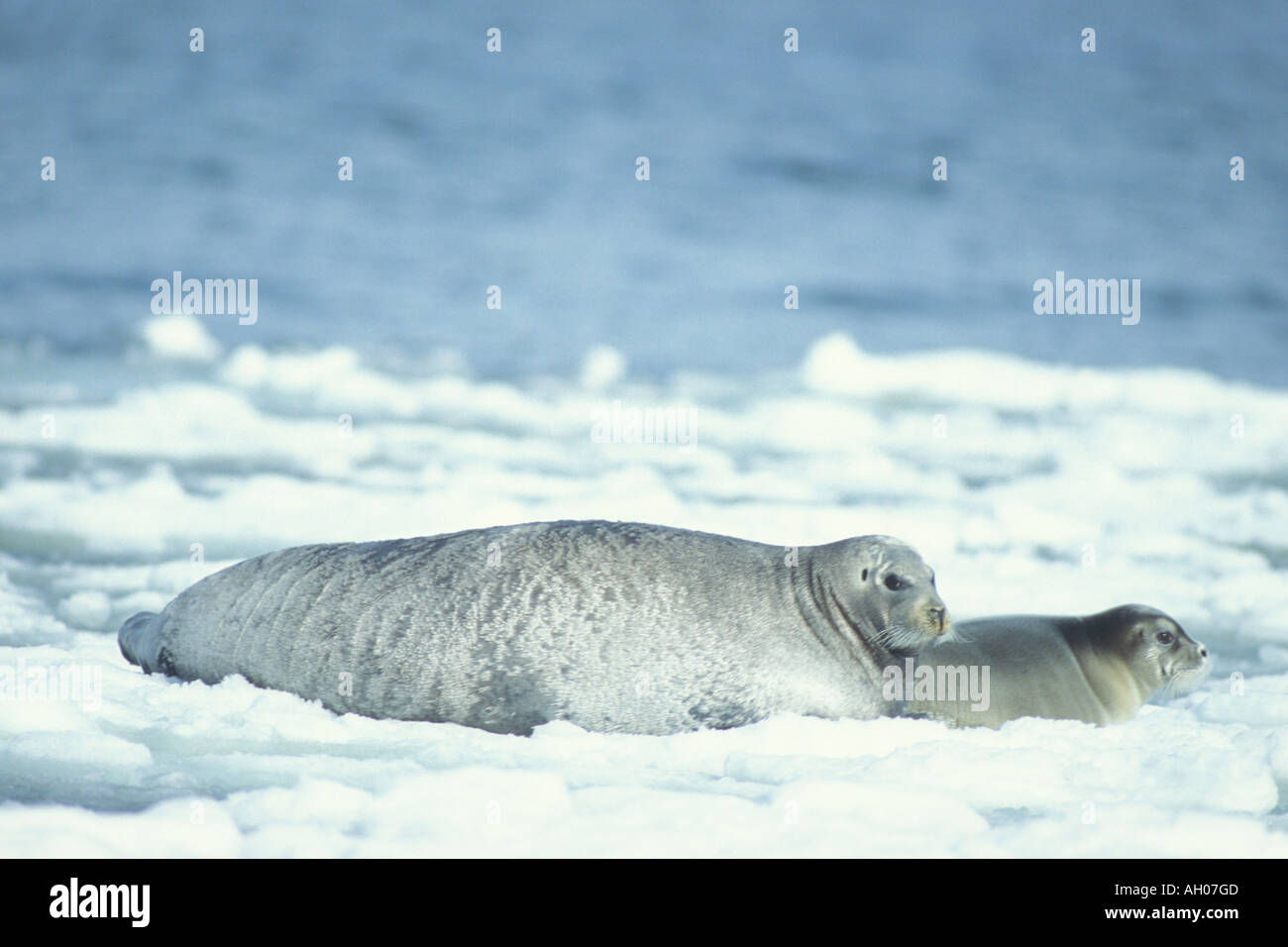 Bearded seal pup hi-res stock photography and images - Alamy