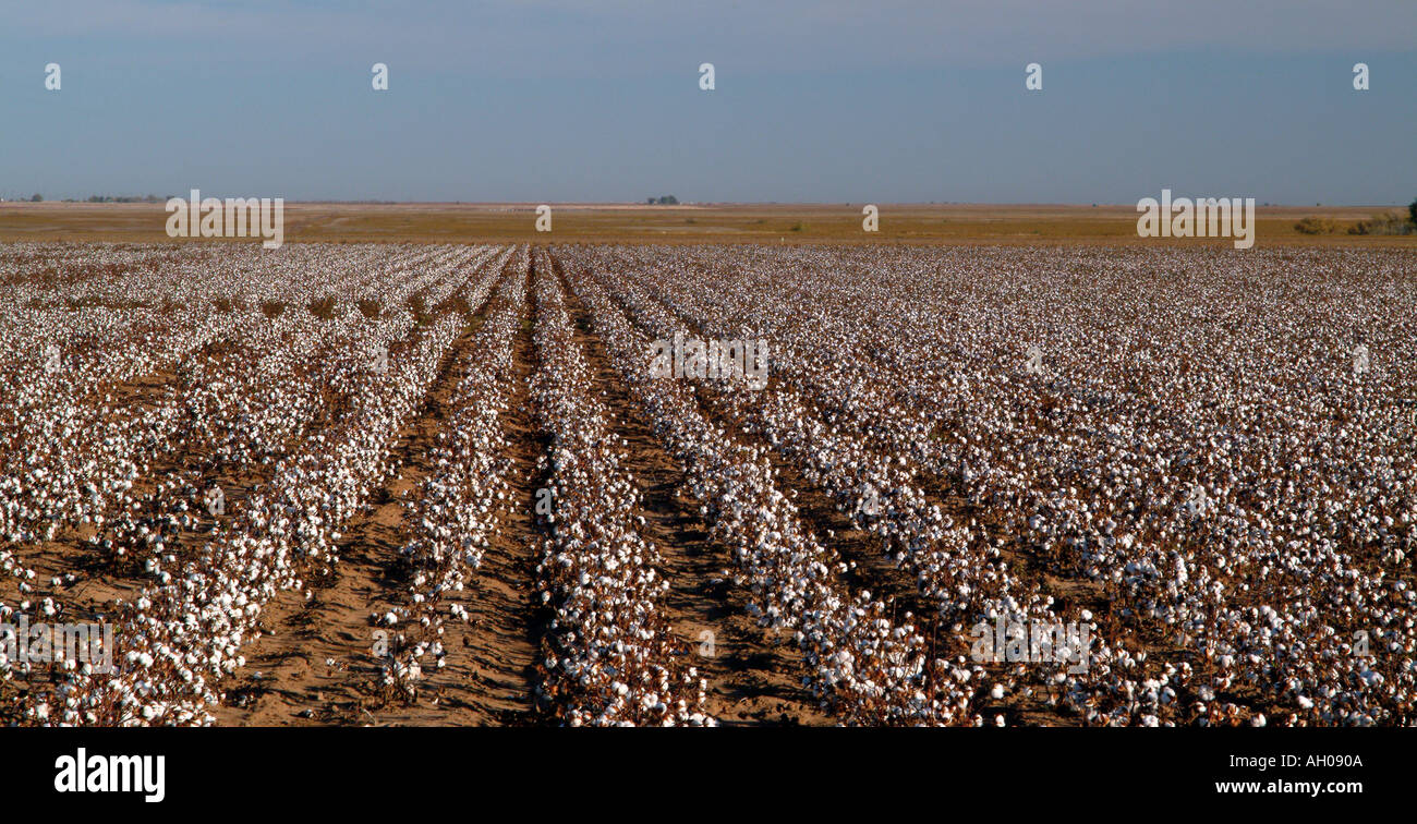 Field cotton hi-res stock photography and images - Alamy