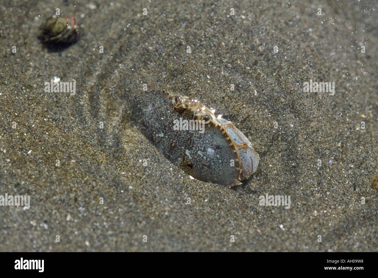 dungeness crab Cancer magister digging itself down into the sand Shi