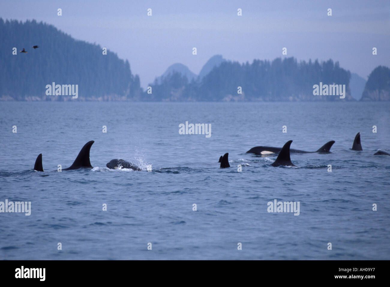 Orca Killer Whale Orcinus Orca Pod In Kenai Fjords National Park