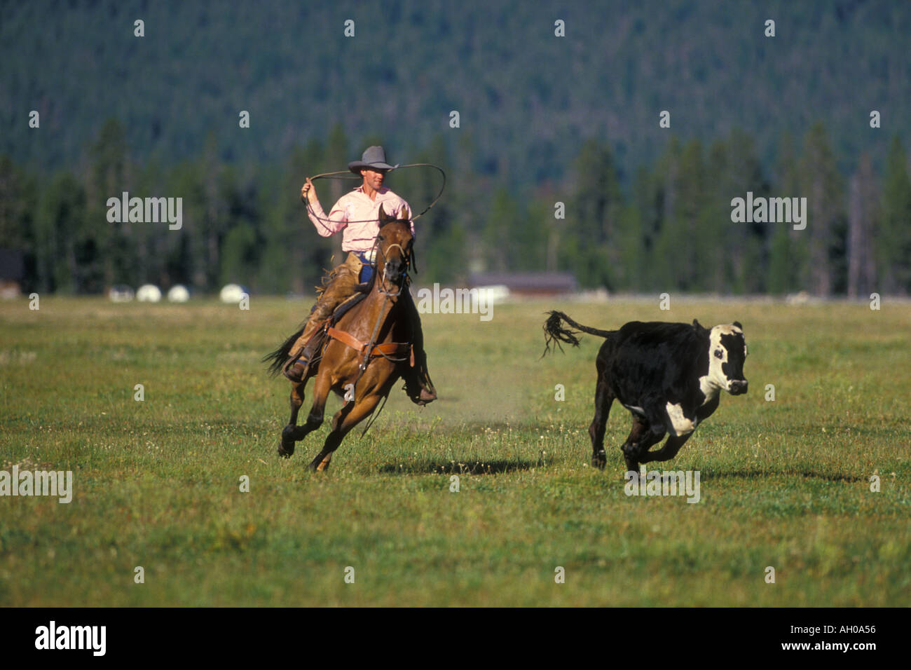 Cowboy on horseback chases young calf Stock Photo