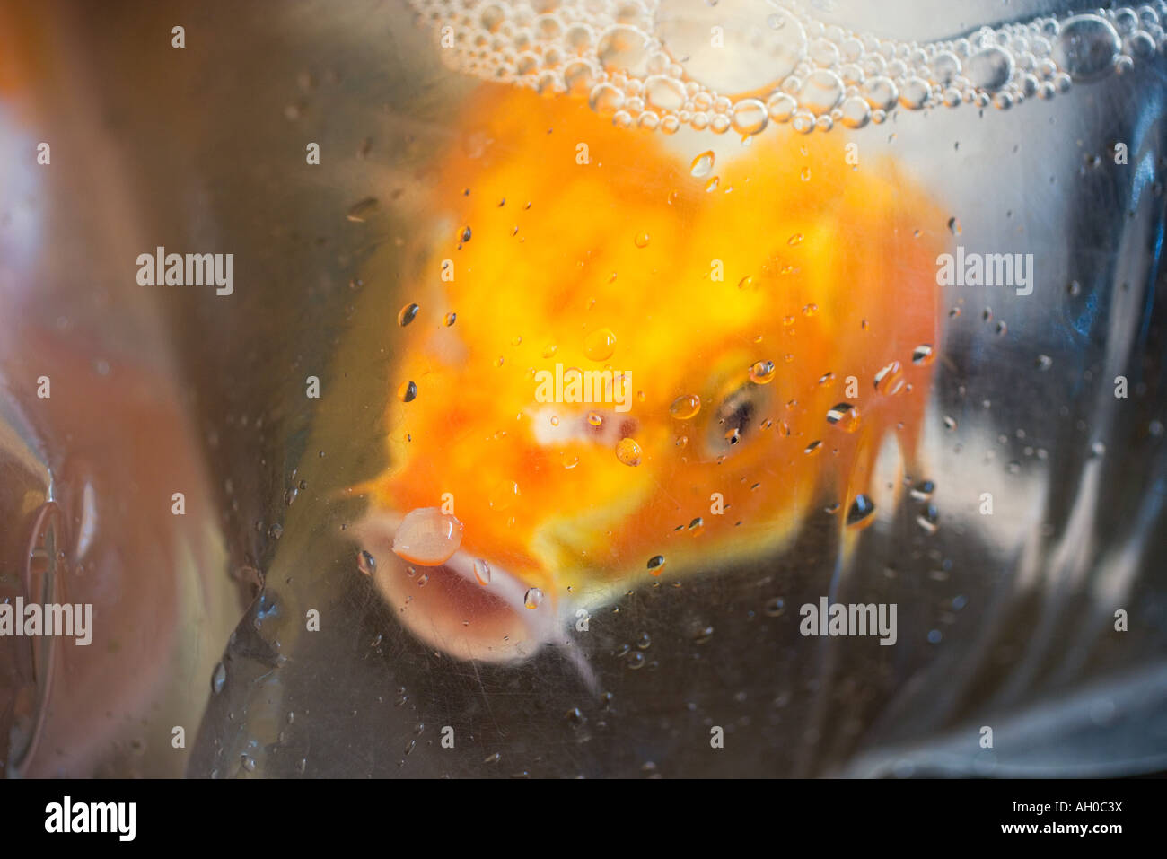 Goldfish in plastic bag Stock Photo Alamy